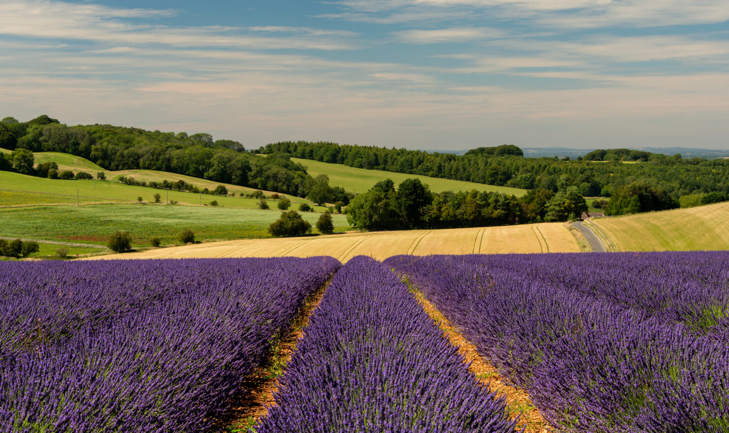 lavender field