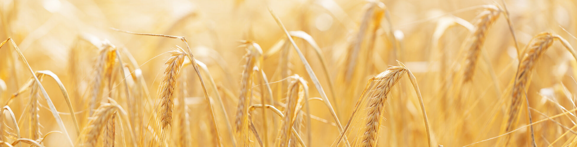 barley field