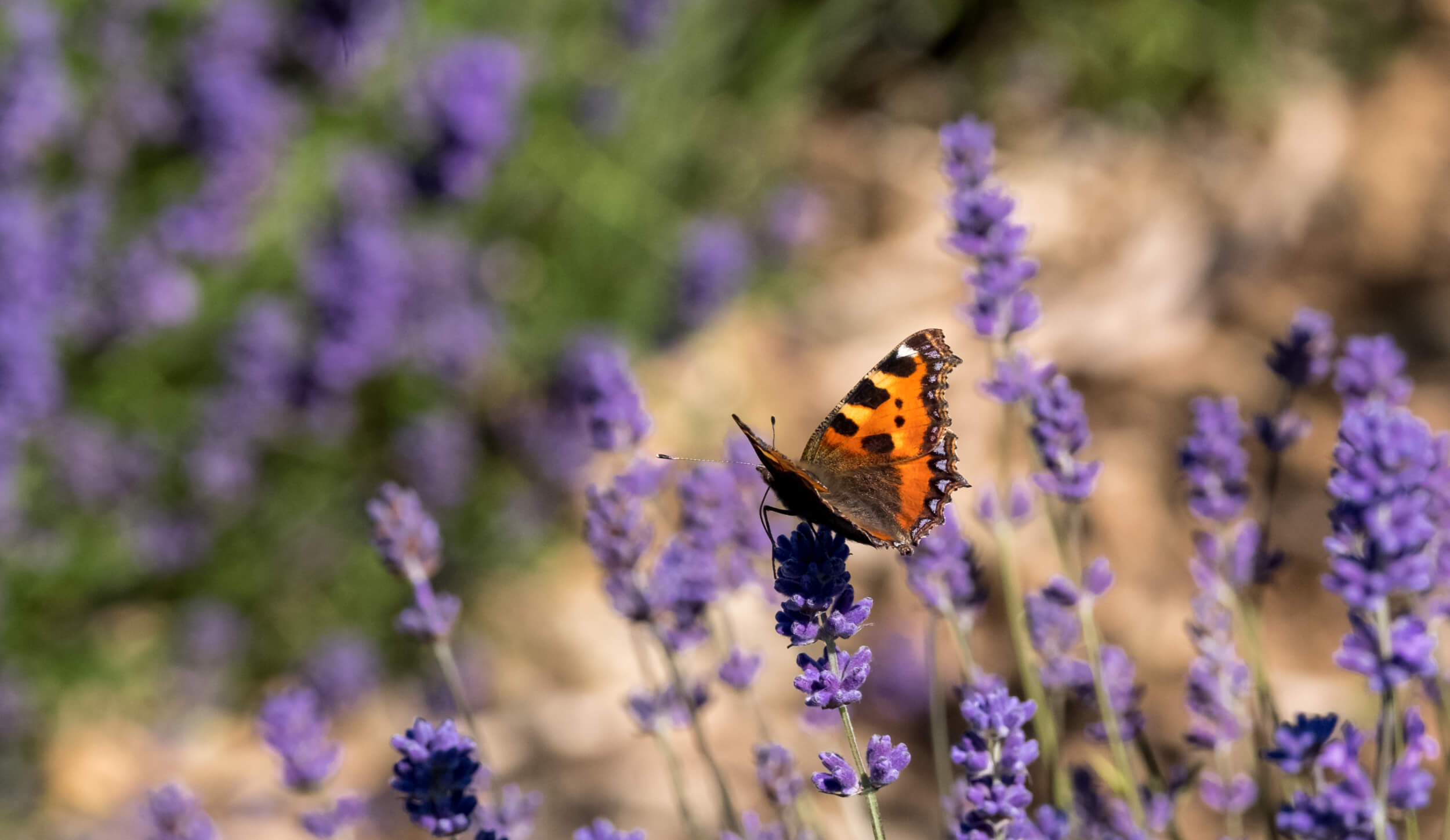 butterfly on lavender
