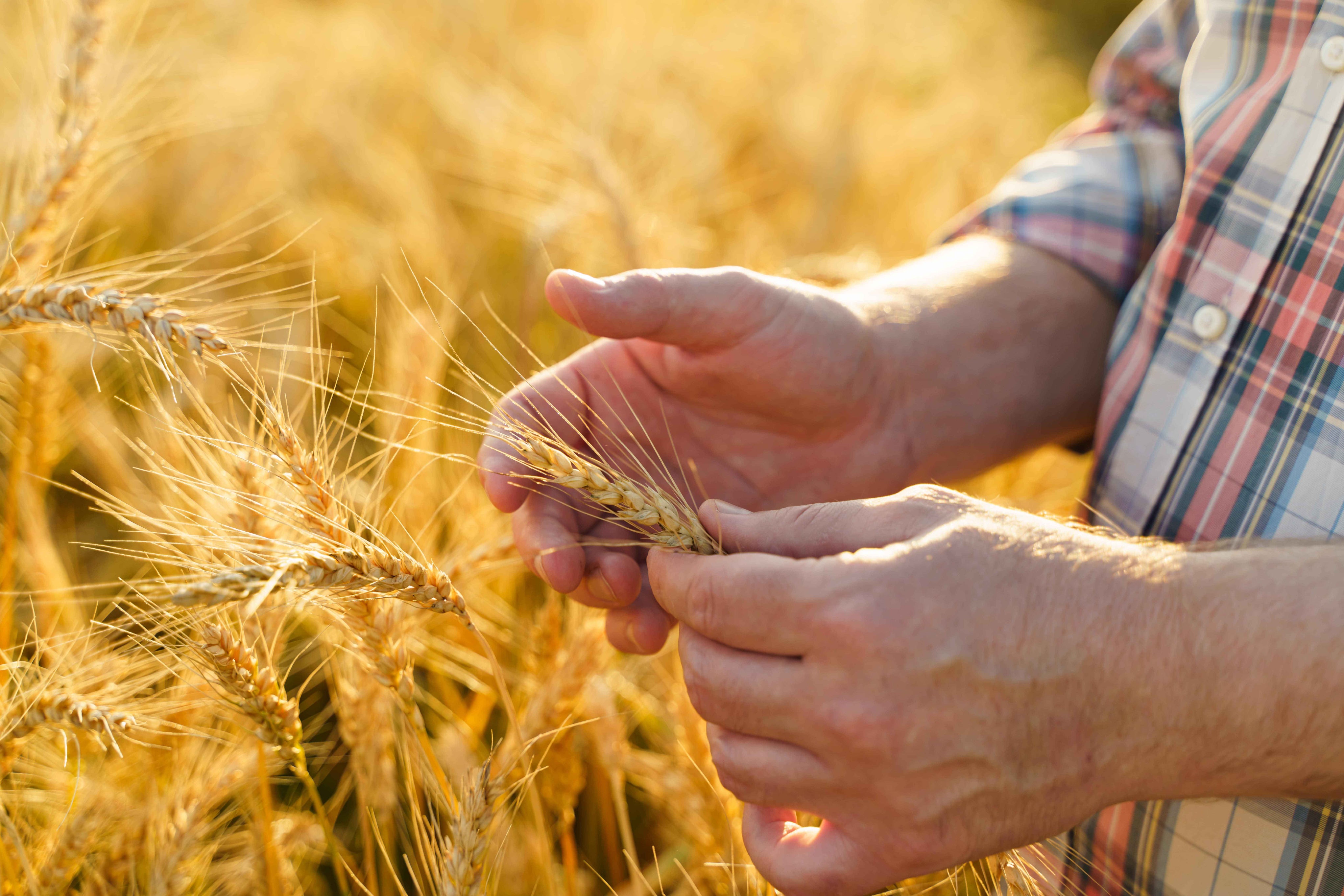 hand holding barley