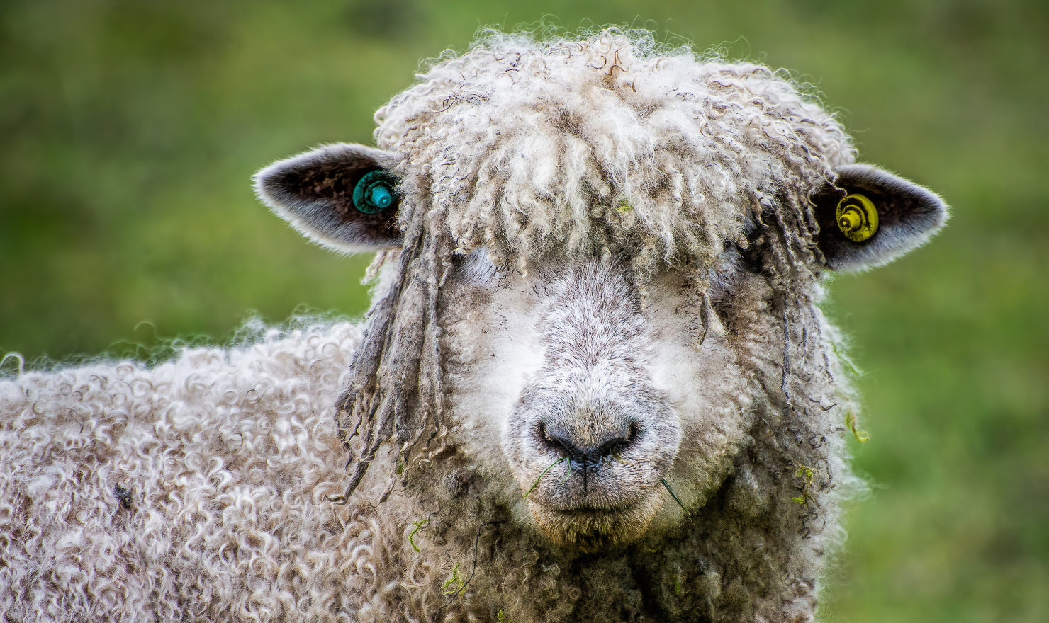 cotswolds sheep