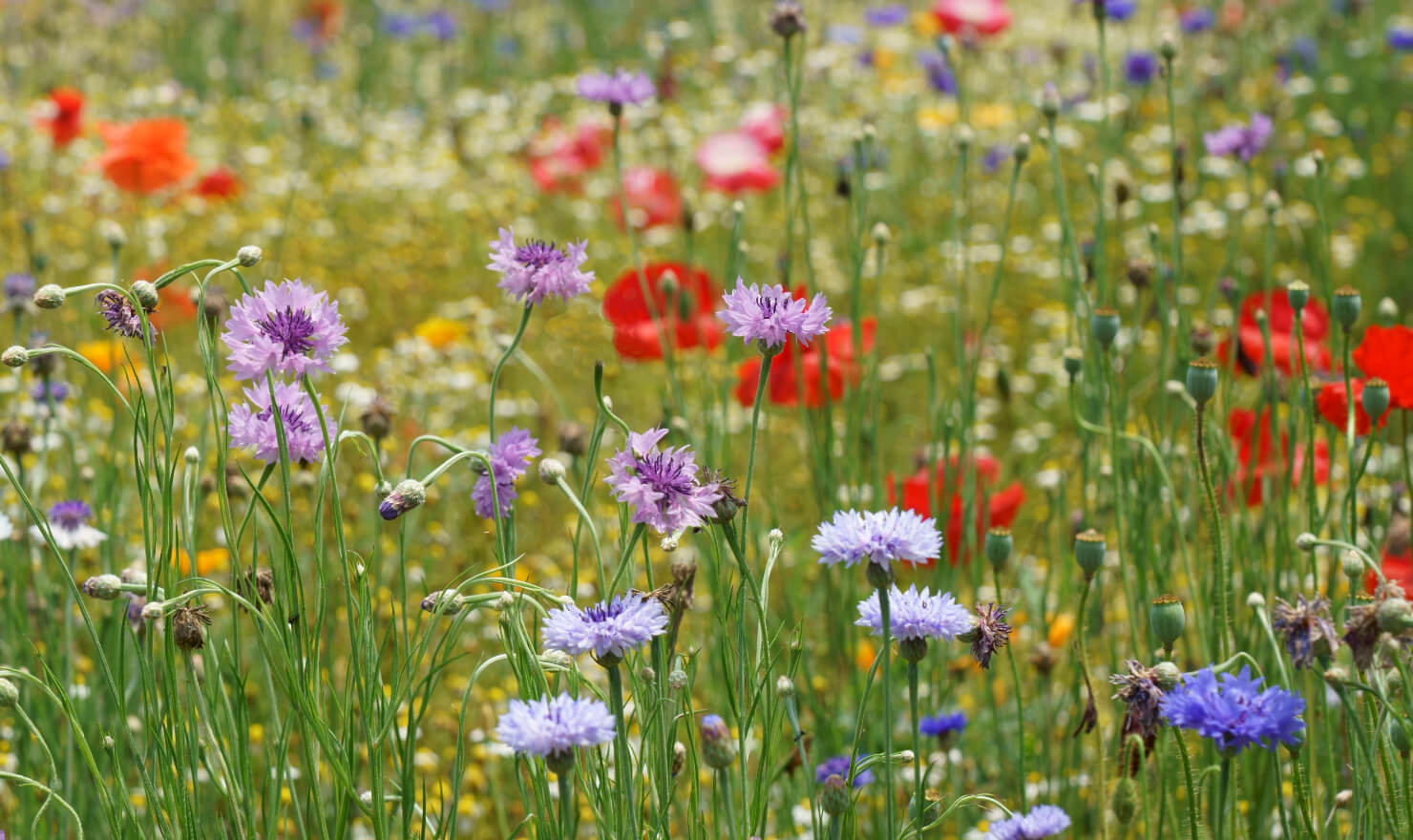 wildflower meadow