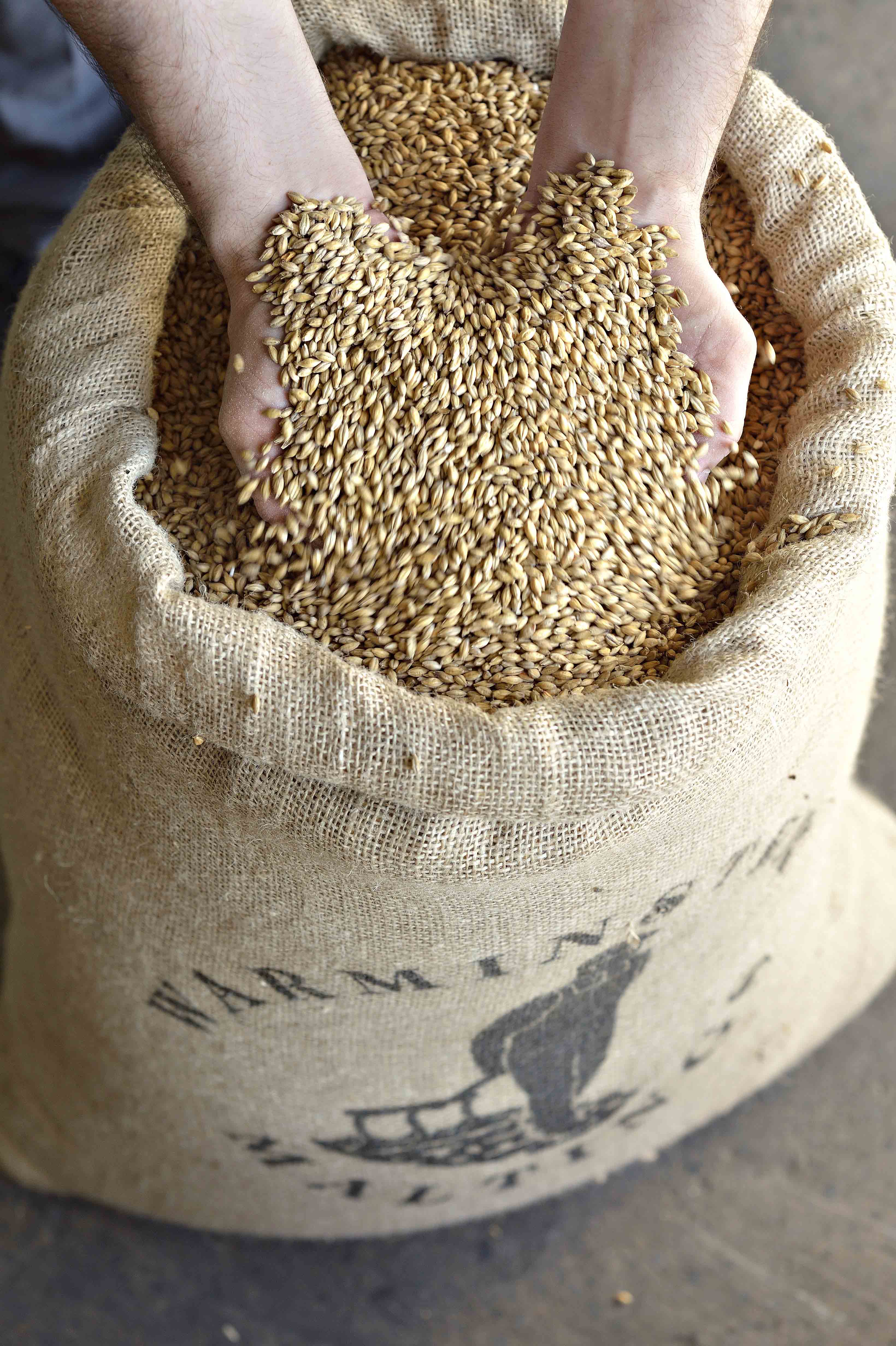person holding barley