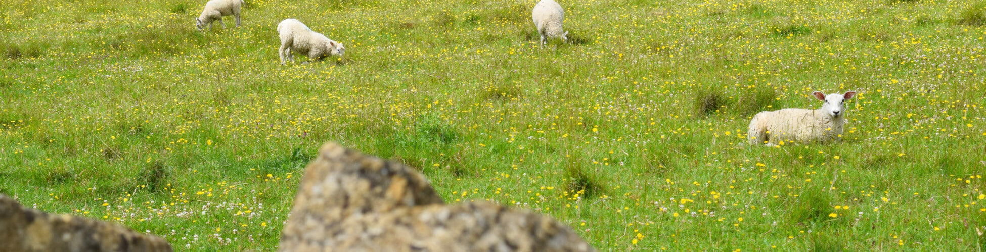 sheep lying in field