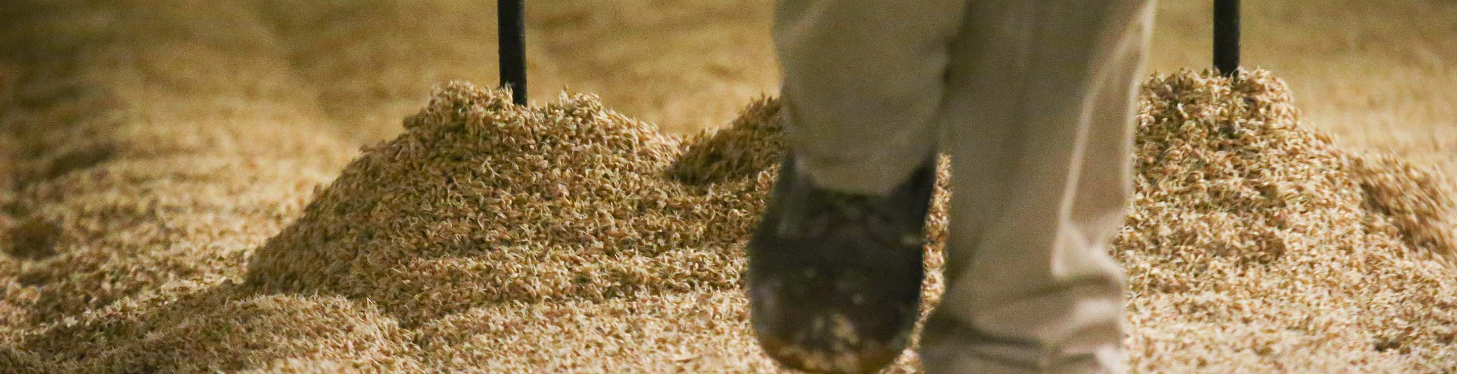 Person floor malting barley by hand