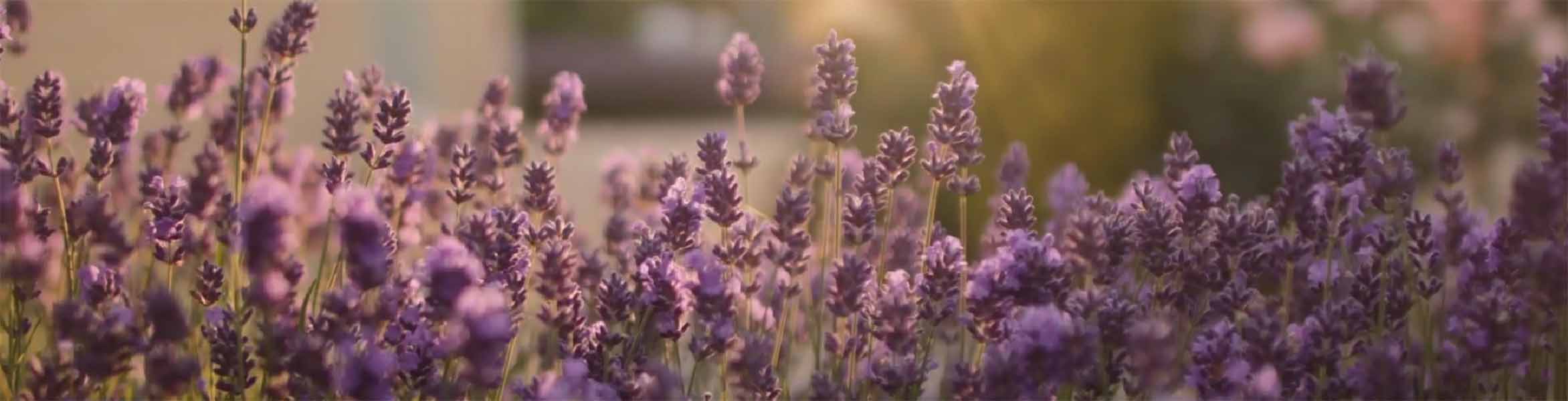 lavender